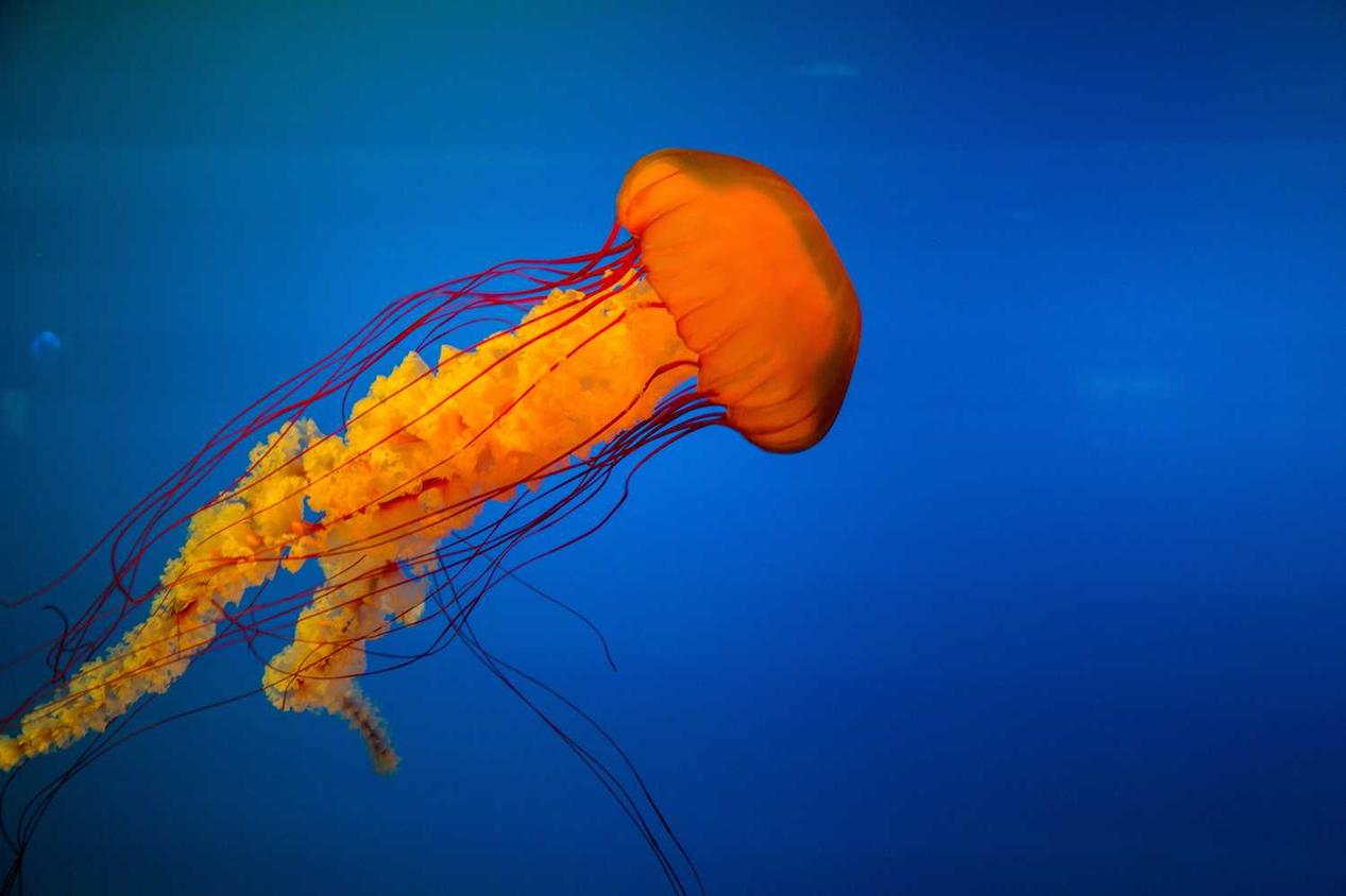 Beatae ullam molestiae totam saepe explicabo
